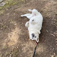 Pet in our care, photo 54