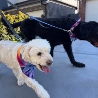 Pet in our care, photo 16