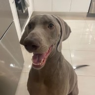 Pet in our care, photo 33
