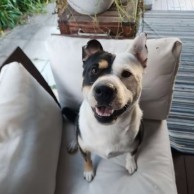 Pet in our care, photo 13
