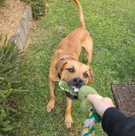 Pet in our care, photo 61