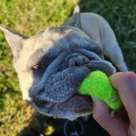 Pet in our care, photo 14
