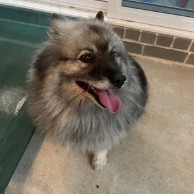 Pet in our care, photo 62