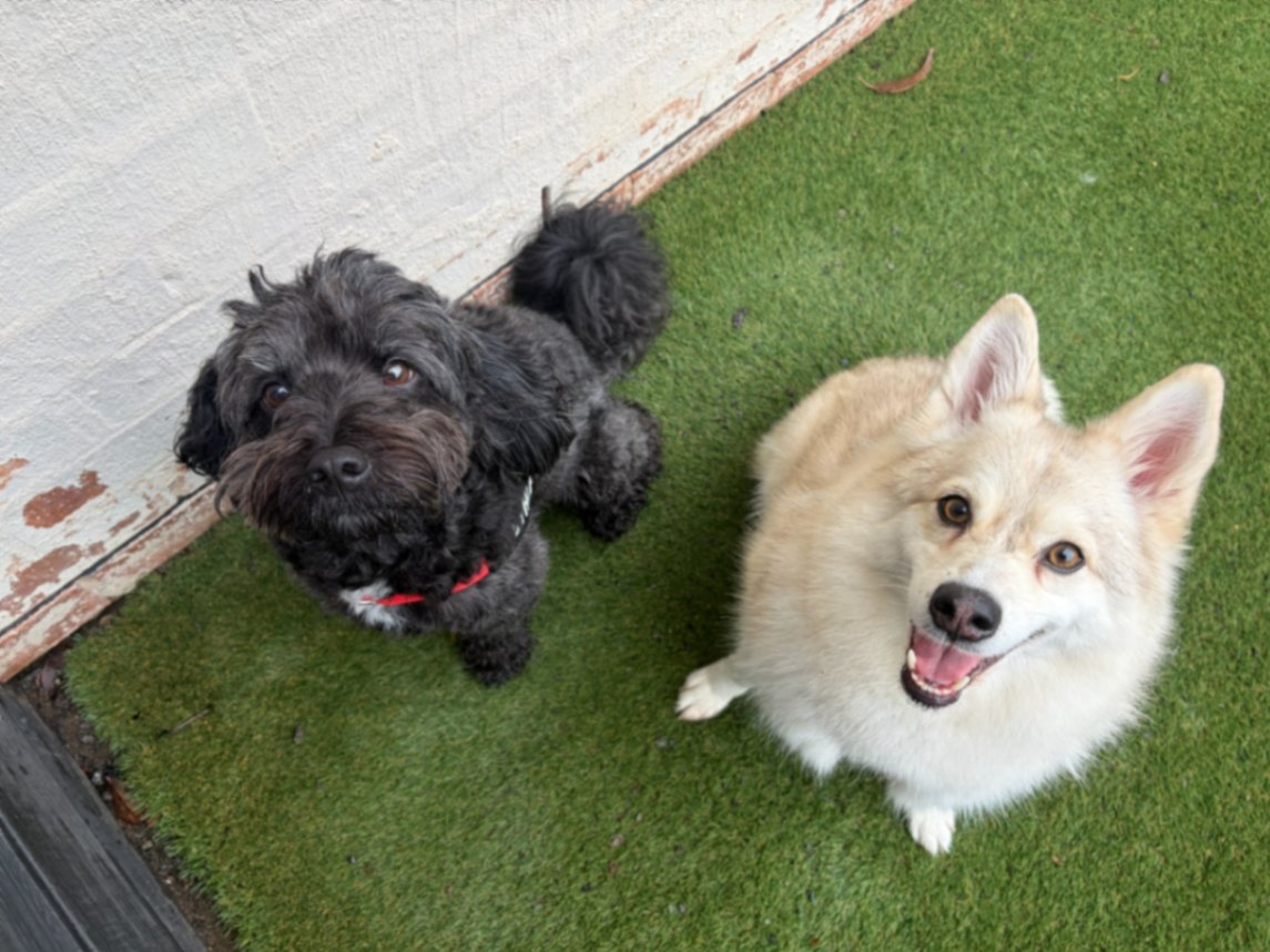 Two dogs sitting side by side looking up at the camera