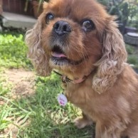 Pet in our care, photo 51