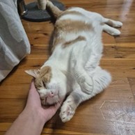 Pet in our care, photo 17