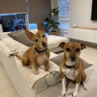 Pet in our care, photo 53