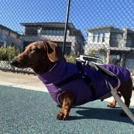 Pet in our care, photo 49