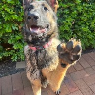 Pet in our care, photo 63