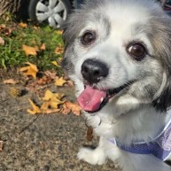 Pet in our care, photo 9