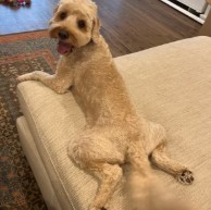 Pet in our care, photo 65