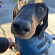Pet in our care, photo 42