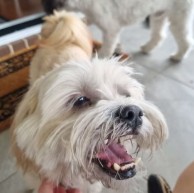 Pet in our care, photo 41