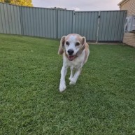 Pet in our care, photo 46
