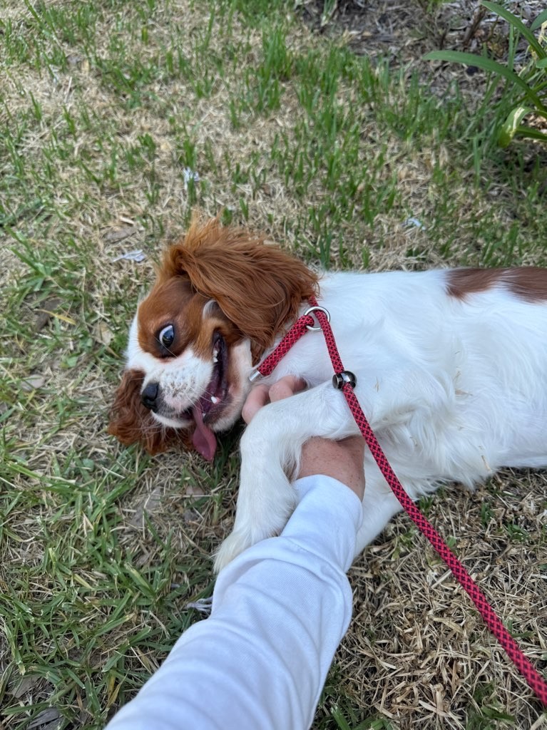 Penny, a pet in our care