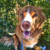 Pet in our care, photo 2