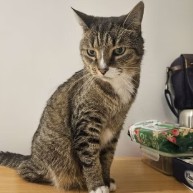 Pet in our care, photo 21