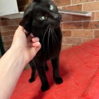 A pet in our care