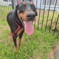 Pet in our care, photo 32