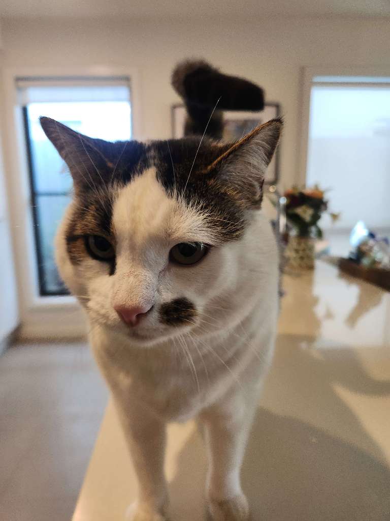 Zeus, a pet in our care