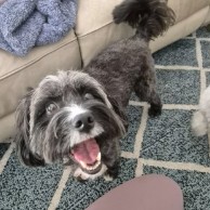 Pet in our care, photo 48