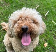 Pet in our care, photo 58