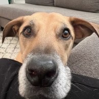 Pet in our care, photo 31