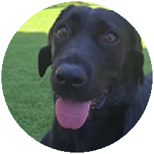 Kiki, a black Labrador