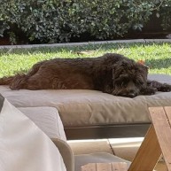 Pet in our care, photo 24