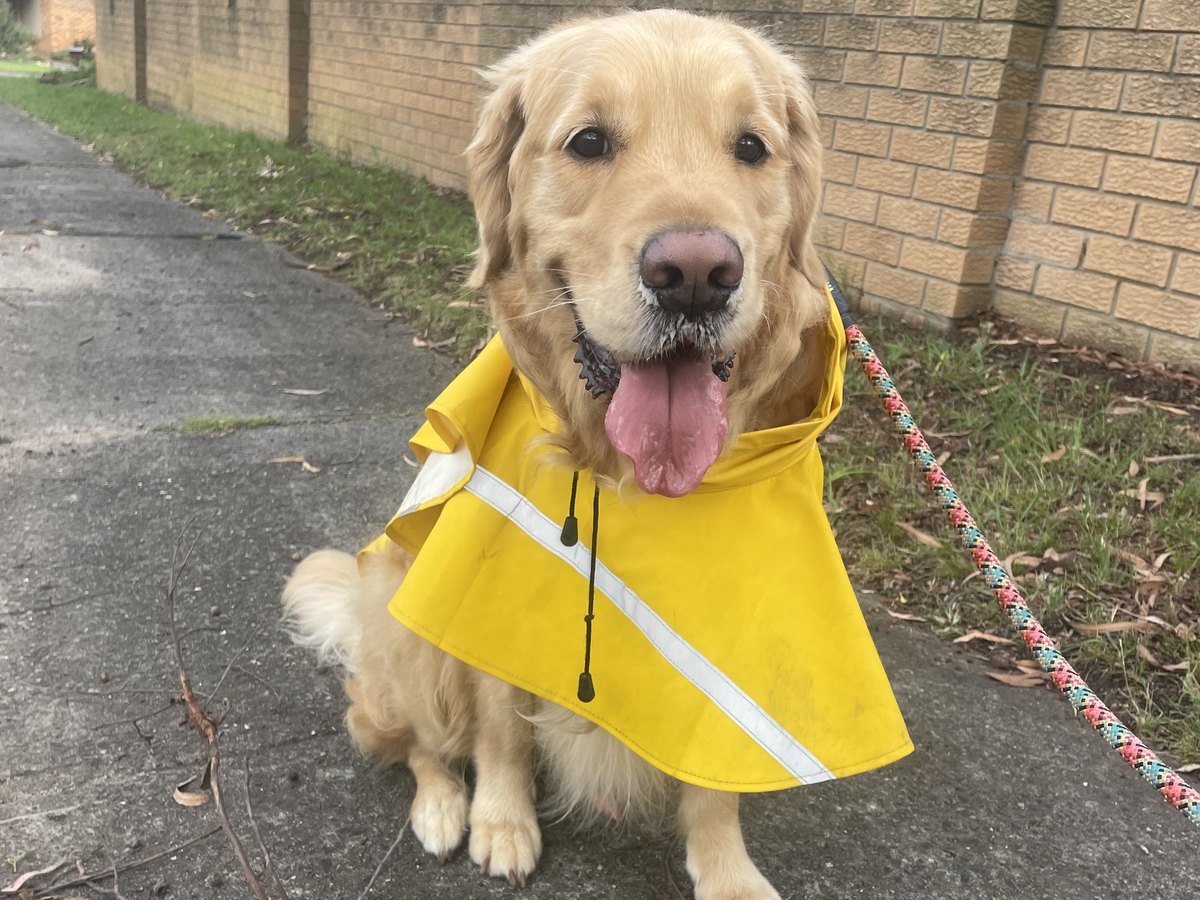 Oliver, a golden retriever wearing a yellow raincoat