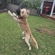 Pet in our care, photo 27