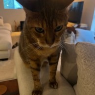 Pet in our care, photo 38