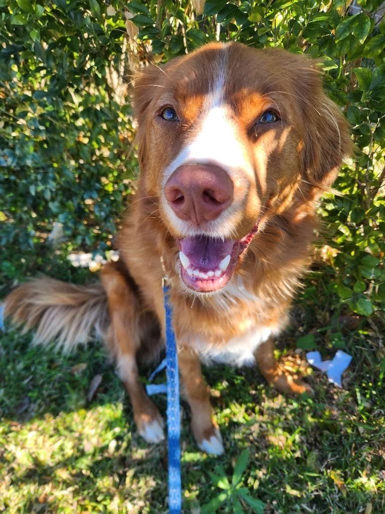 Hunter, a pet in our care