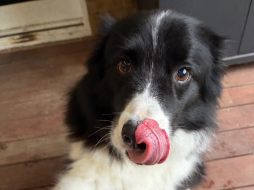 A black and white dog giving its paw to a carer