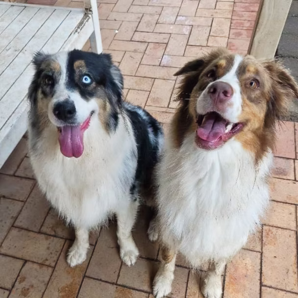Clio and Casper during an in-home visit