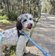 Pet in our care, photo 40