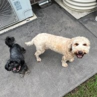 A pet in our care