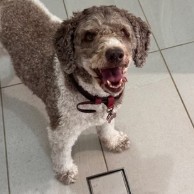 Pet in our care, photo 59