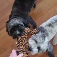 Pet in our care, photo 50