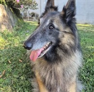 Pet in our care, photo 10