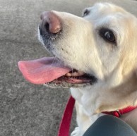 A pet in our care