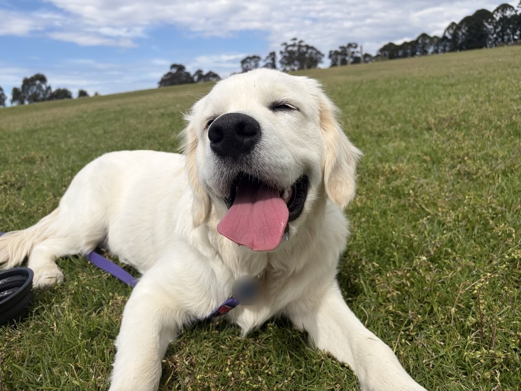 Smiling golden retriever puppy lying on the grass