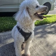 Pet in our care, photo 35