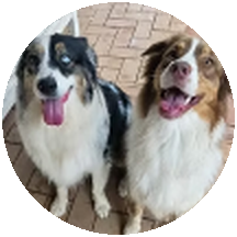 Clio and Casper, two Australian Shepherds