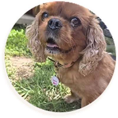Laura’s small brown spaniel wearing a collar, outside on the grass