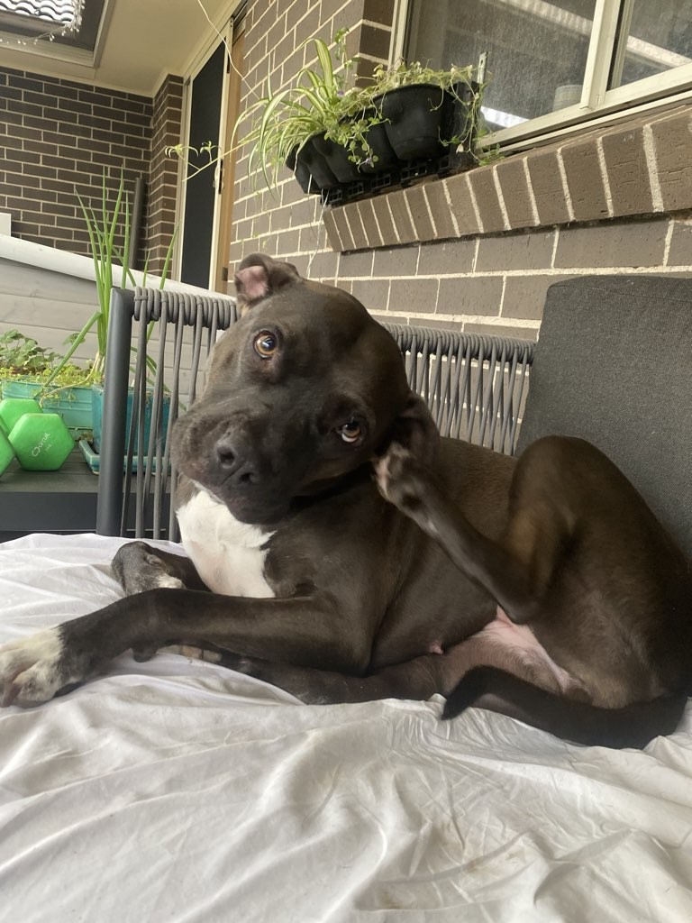 Nova, a pet in our care
