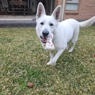 Pet in our care, photo 64