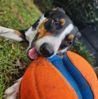 Pet in our care, photo 15