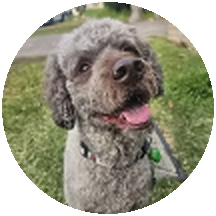 Ted, a grey poodle cross