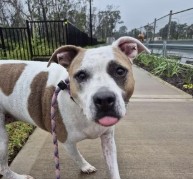 Pet in our care, photo 34